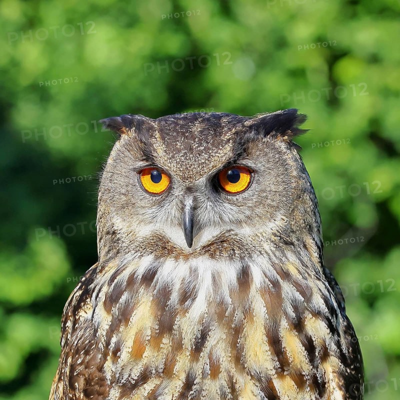 Eurasian eagle-owl (Bubo bubo), animal portrait, Rhineland-Palatinate, Germany