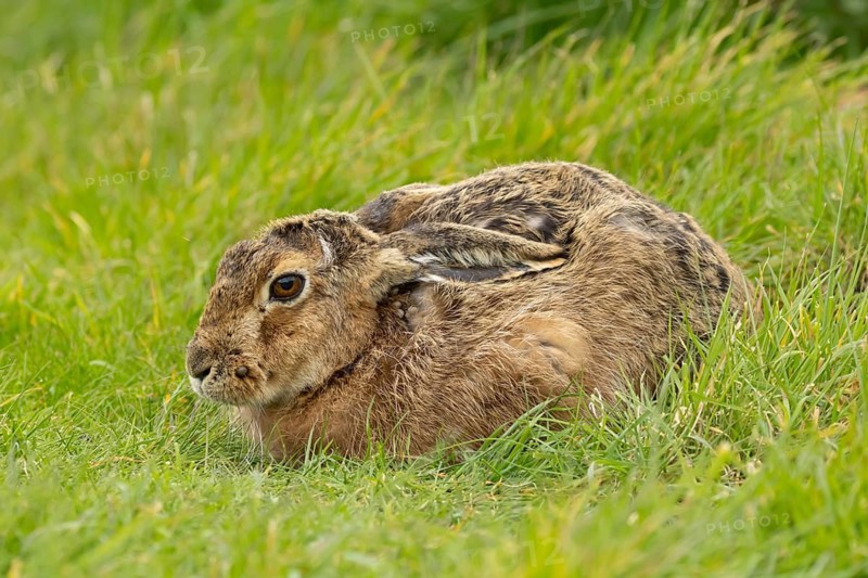 European brown hare (Lepus europaeus) adult animal in grassland, England, United Kingdom
