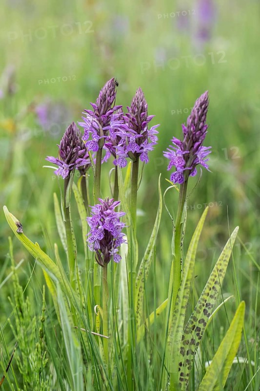 Moorland spotted orchid (Dactylorhiza maculata), Emsland, Lower Saxony, Germany
