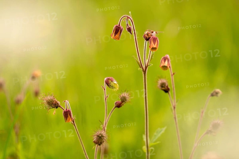 Brownwort, geum rivale, rosaceae, rose family, flora, plants, plants, water avens