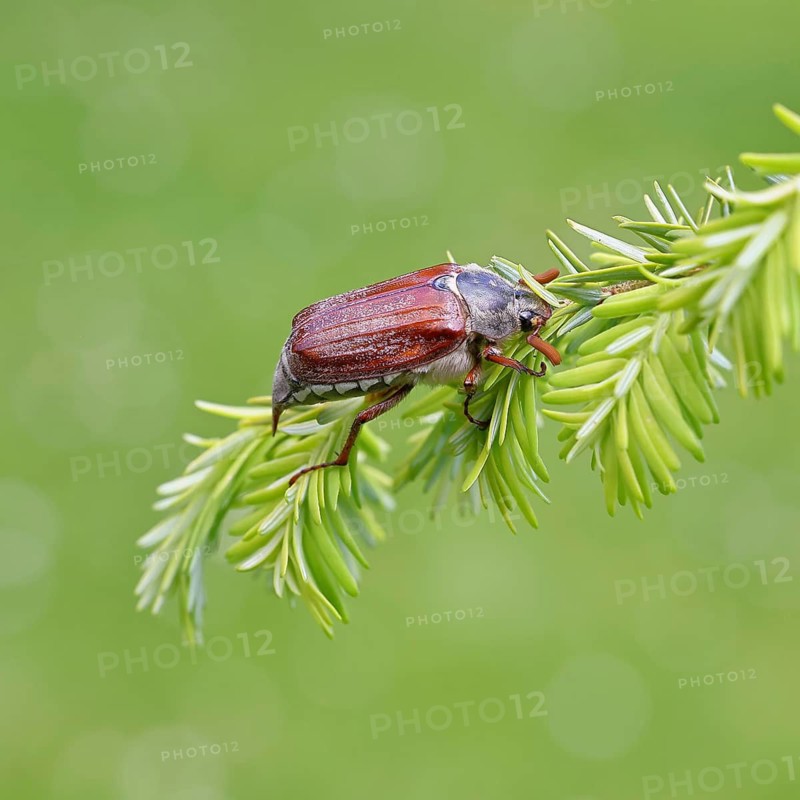 Cockchafer, forest cockchafer (Melolontha hippocastani), male, on a twig of a Tsuga canadensis, close-up, spring, Wilnsdorf, North Rhine-Westphalia, Germany