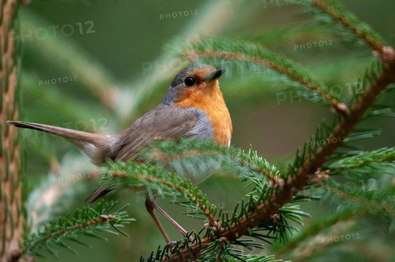Erithacus rubecula, robin, robins, birds, passeri, songbirds, birds
