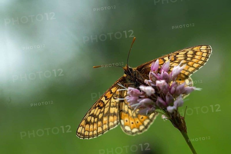 Bite check moth, bite tick moth, euphydryas aurinia, eurodryas aurinia, golden tick moth, green ribbon, marsh fritillary, melitaea aurinia, scabiotic tick moth, butterfly, insects, butterfly, butterflies, butterflies