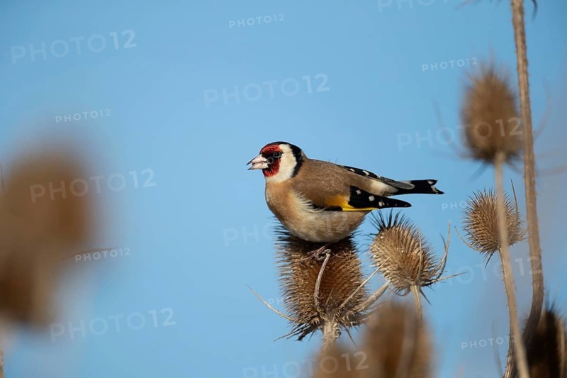European goldfinch (Carduelis carduelis) adult bird feeding on a Teasel (Dipsacus fullonum) seedhead, England, United Kingdom
