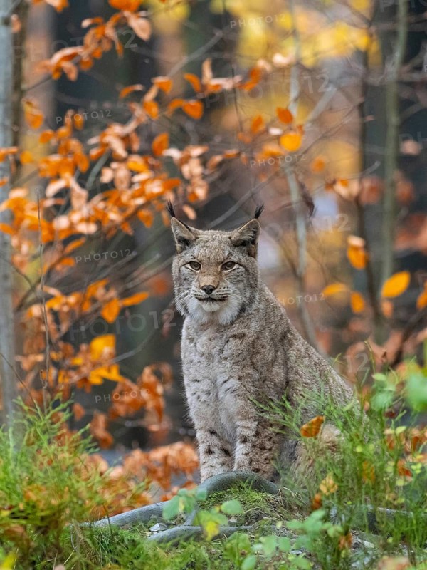 A lynx sits in autumn forest, Bilsteinhöhle wildlife park, Sauerland, North Rhine-Westphalia, Germany