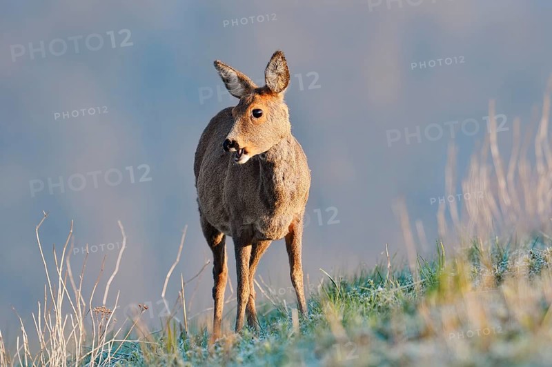 European roe deer (Capreolus capreolus), a doe standing in a meadow, North Rhine-Westphalia, Germany