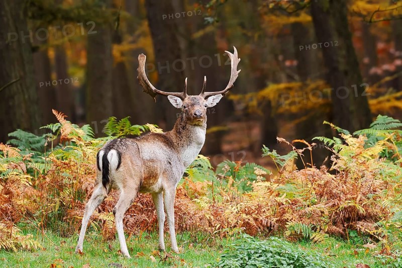 Fallow deer (Dama dama), fallow deer in autumn, North Rhine-Westphalia, Germany