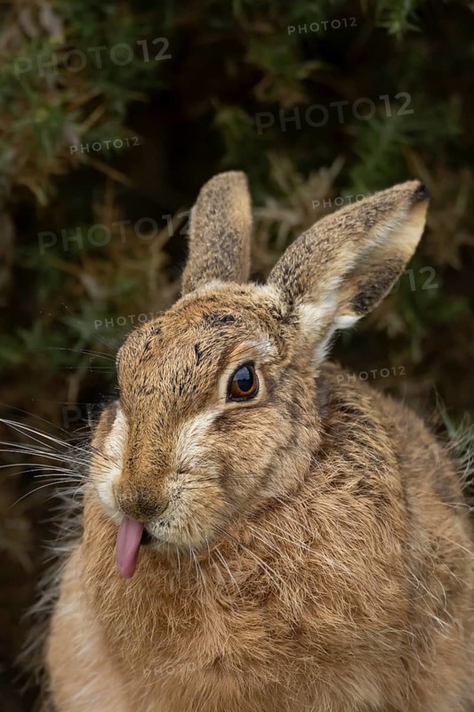 European brown hare (Lepus europaeus) adult animal sticking its tongue out in grassland, England, United Kingdom