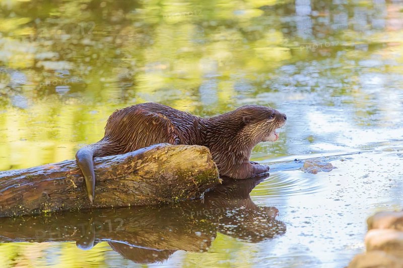 On a sunny day, an oriental small-clawed otter (Aonyx cinerea) lies on a log floating in the water, with the green vegetation on the bank reflected on the waters surface. India to Southeast Asia, islands of Sumatra, Java, Borneo and Palawan