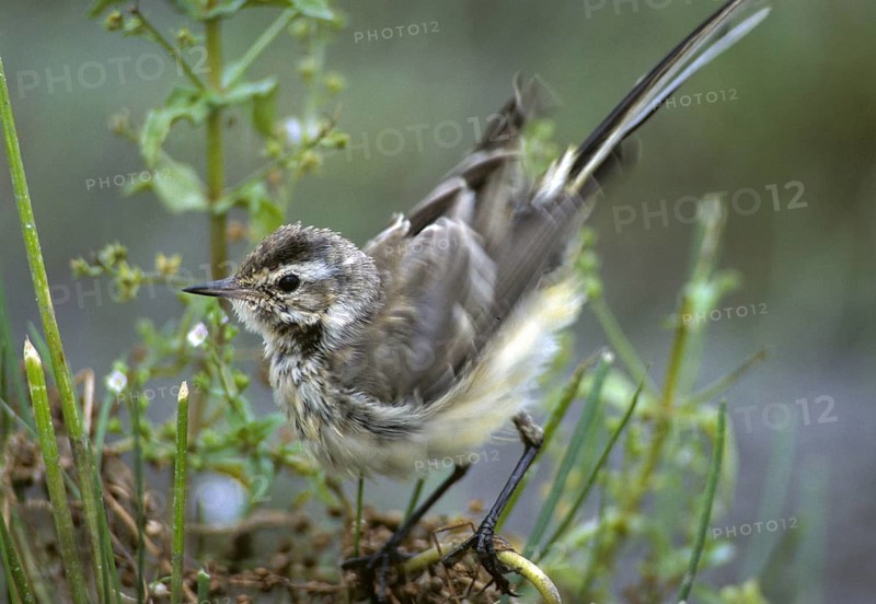 Motacilla flava, sheeptail, western yellow wagtail, yellow wagtail, birds, adolescent, juvenile, passeri, songbirds, songbirds, birds