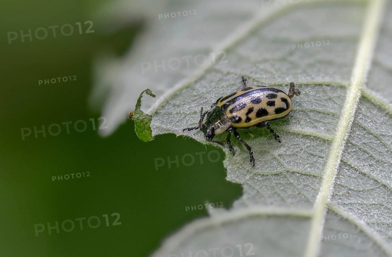 Leaf beetle, chrysomela 20-punctata, chrysomela vigintipunctata, coccinella 20-punctata, spotted willow leaf beetle, melasoma vigintipunctatum, willow leaf beetle, beetle, coleoptera, insects, beetles, spotted willow leaf beetle
