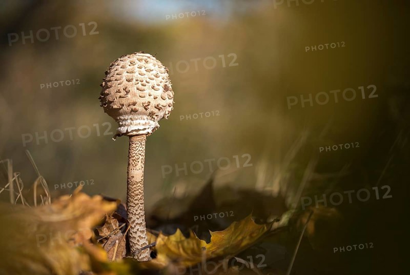Macrolepiota procera, parasol, giant umbrella mushroom, fungi, fungus, parasol mushroom, mushrooms