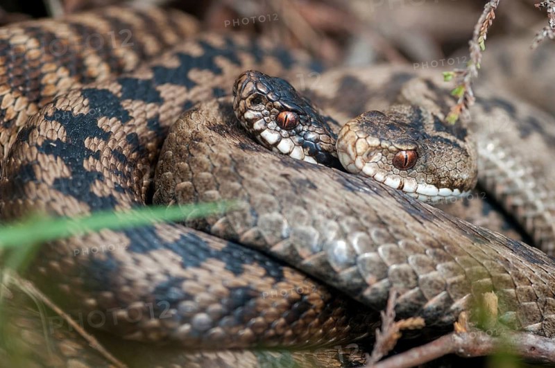 European adder, European viper, venomous snake, vipera berus, critters, female, poisonous reptiles, male, mating, male, mating, reptilia, reptiles, snakes, snakes, female