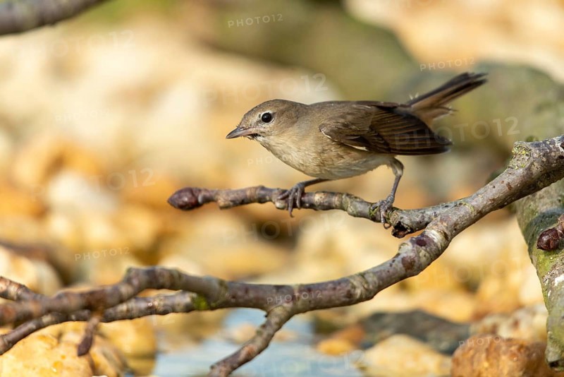 Garden warbler, garden warbler, Sylvia Borin, birds, passeri, songbirds, birds