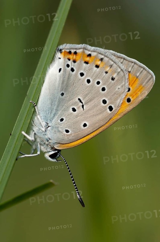 Large fire butterfly, large copper, lycaena dispar, butterfly, high size, portrait format, insects, butterfly, butterflies