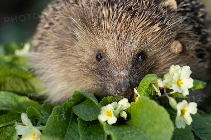 European hedgehog (Erinaceus europaeus) adult mammal on a flowering wild primrose garden flower in the spring, England, United Kingdom