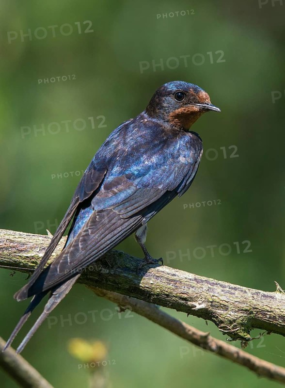Hirundo rustica, house martin, barn swallow, birds, high size, portrait format, passeri, swallows, songbirds, birds