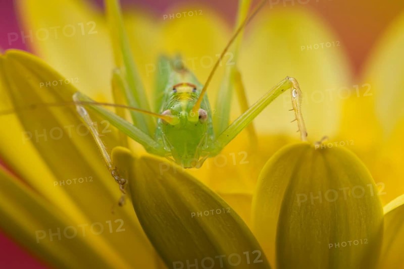 Oak bush cricket (Meconema thalassinum) adult insect on a yellow garden flower in summer, Suffolk, England, United Kingdom