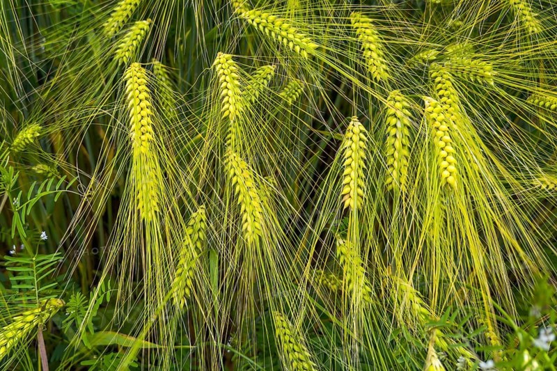 Close-up of barley (Hordeum vulgare) on large field, plant species from the sweet grass family, Germany