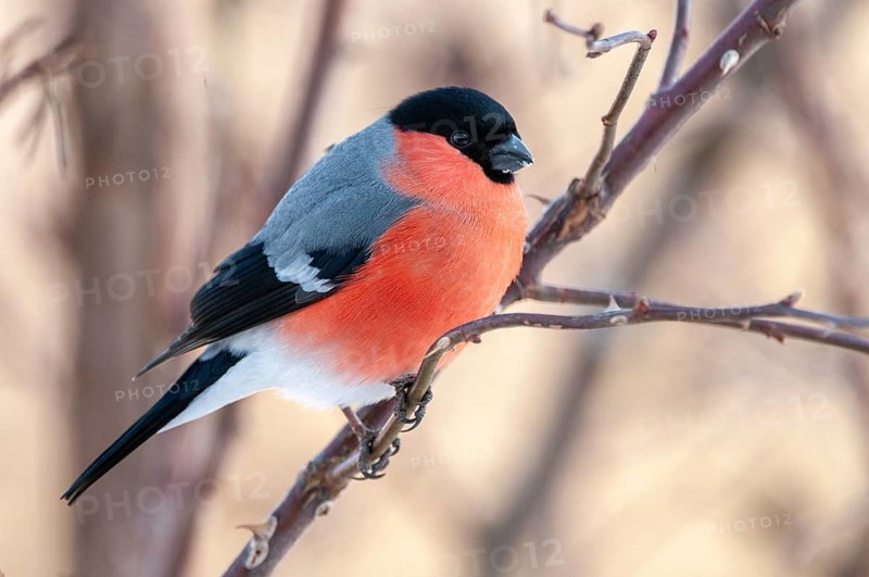 Bullfinch, Bullfinch, Pyrrhula Pyrrhula, Birds, Bullfinch, Passeri, Songbirds, Birds