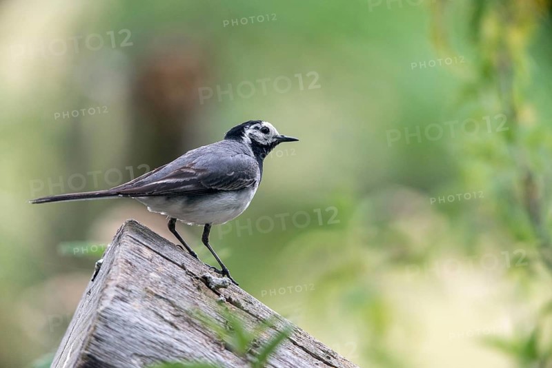 Wagtail, Motacilla Alba, White Wagtail, Birds, Passeri, Songbirds, Birds