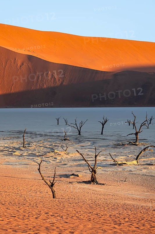 Dead camel thorn trees (Vachellia erioloba), red sand dunes, white salt pan, Dead Vlei, Sossusvlei, Namib Desert, Namib-Naukluft Park, Namibia