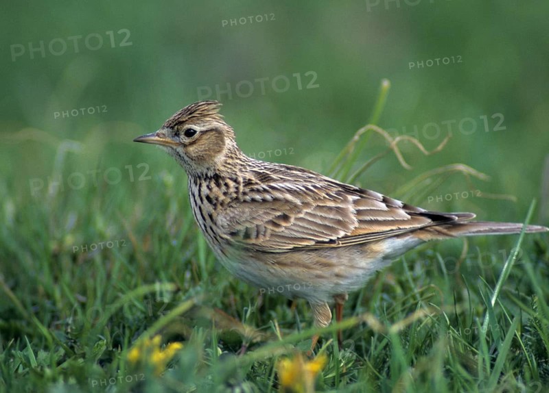 Alauda Arvensis, Skylark, Birds, Leo, Larks, Passeri, Songbirds, Songbirds, Birds