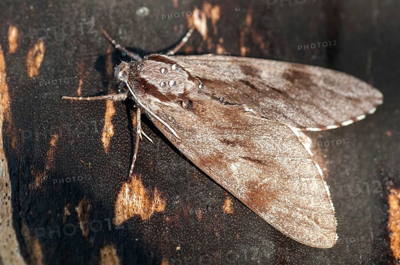 Hyloicus pinastri, pine swarmer, pine hawk moth, sphinx pinastri, pine arrow, butterfly, insects, moths, moths, moths, butterfly