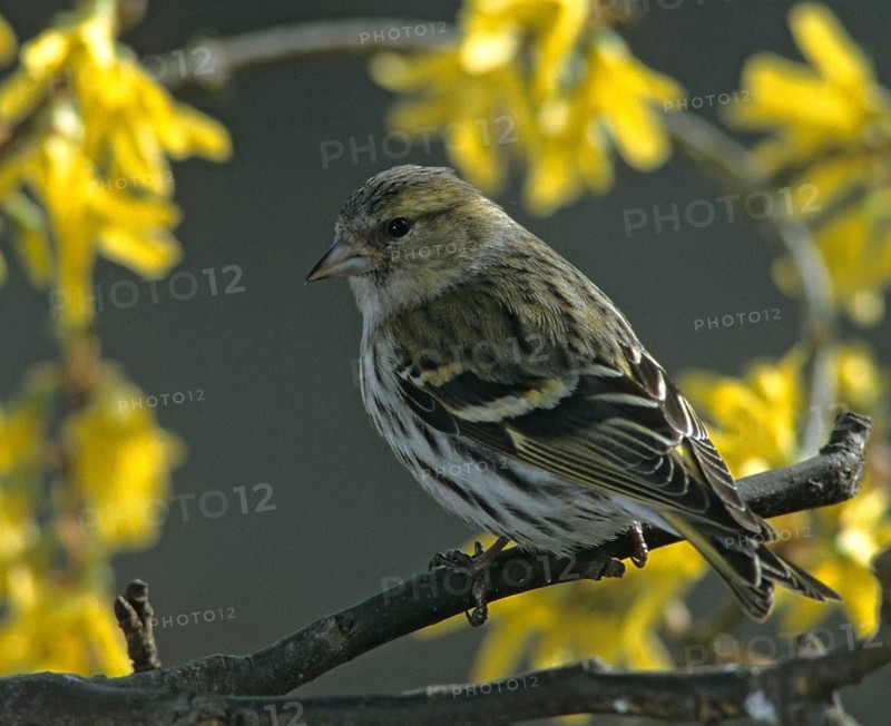 Carduelis spinus, siskin, spinus spinus, siskin, birds, female, spring, garden, passeri, songbirds, song birds, jump, birds, female