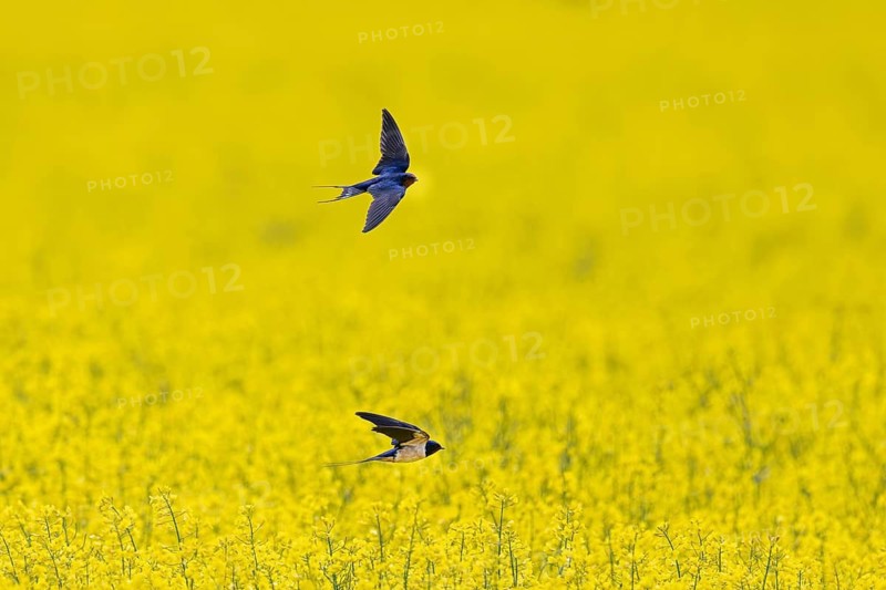 Two barn swallows (Hirundo rustica) flying and chasing insects over flowering rape field in spring