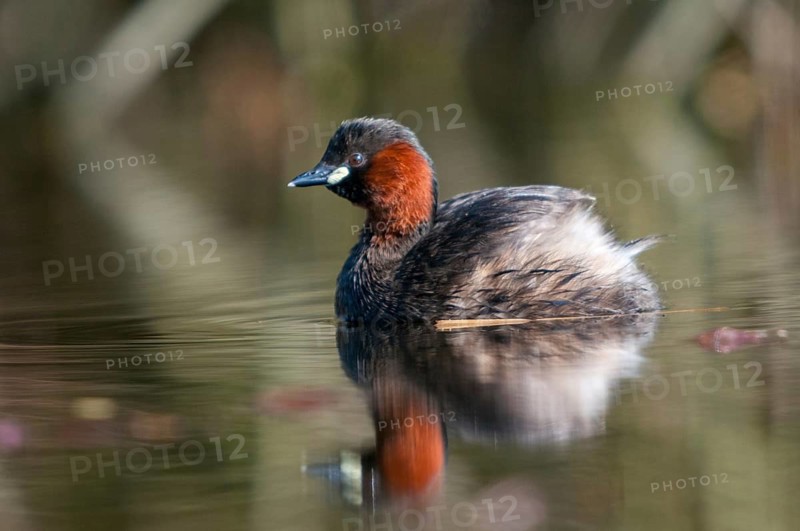 Littele Grebe, Tachybaptus Ruficollis, Little Grebe, Birds, Dabchick, Grebe, Grebe, Mirror, Podicipedidae, Mirror Image, Diver, Birds, Waterbirds