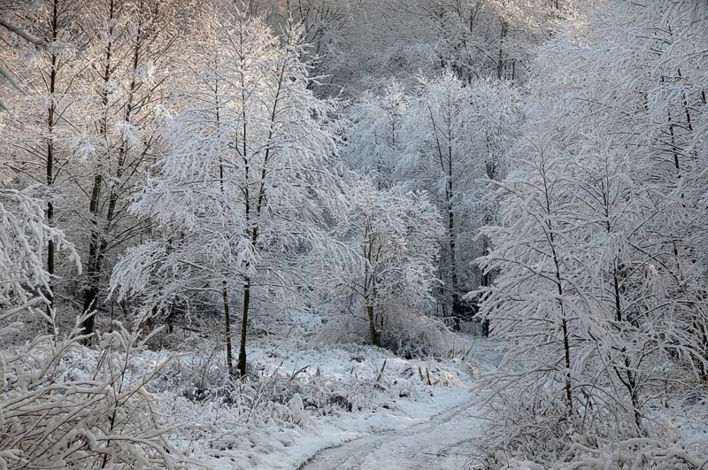 Tree, trees, landscape, snow, tree, forest, winter, wood