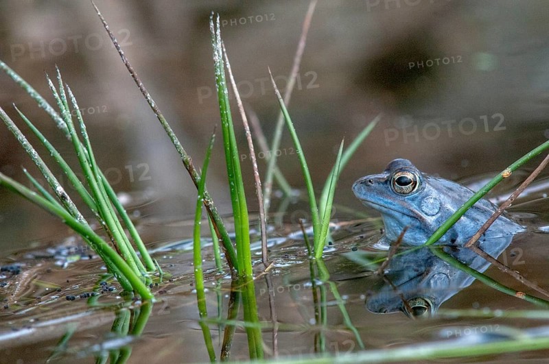 Moor frog, moor frog, rana arvalis, amphibians, amphibians, courtship behavior, courtship display, frog, frogs, amphibians, male