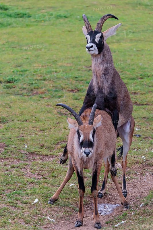 A male is mating with a female roan antelope (Hippotragus equinus) in a green meadow. South Africa