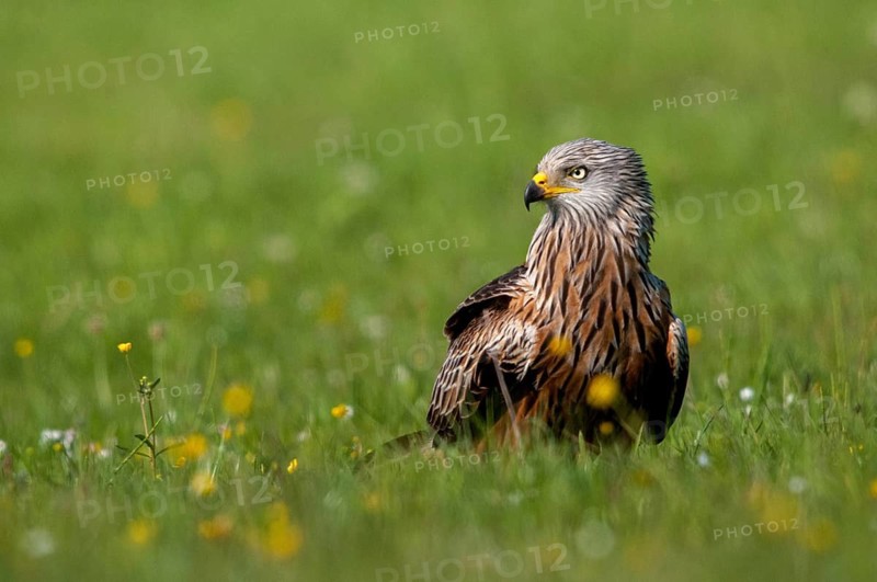 Accipitriformes, Milan, Milvus Milvus, Red Kite, Red Kite, Birds of Prey, Raptor, Raptors, Bird Strikes, Birds