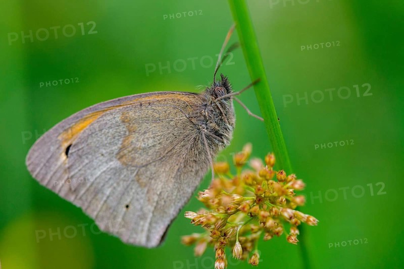Big ox eye, maniola jurtina, meadow brown, butterfly, insects, butterfly, butterfly, butterfly