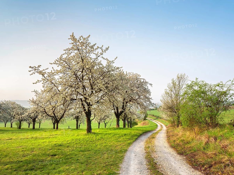 Dirt road winds through green meadows and orchard with blooming cherry trees in spring, near Freyburg, Saxony-Anhalt, Germany