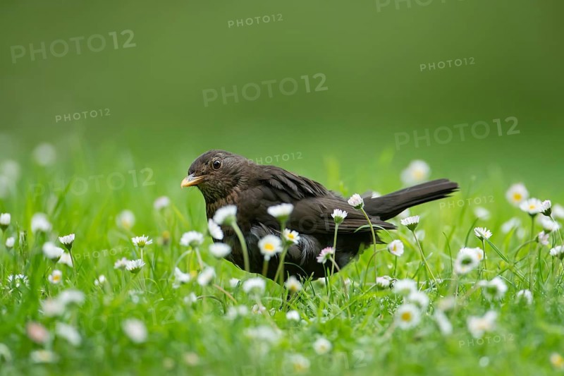 Eurasian blackbird (Turdus merula) adult female garden bird amongst daisy flowers on a grass lawn, England, United Kingdom