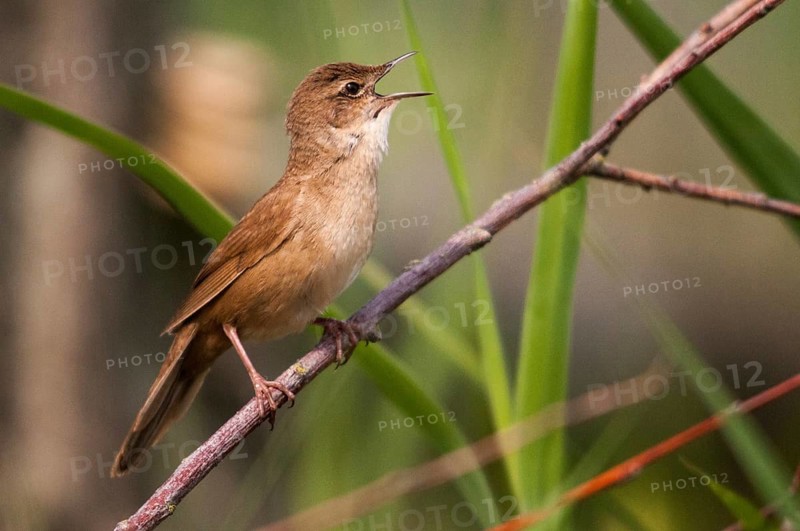 Locustella luscinioides, cane swirl, Savi's warbler, birds, song, passeri, singing, songbirds, birds