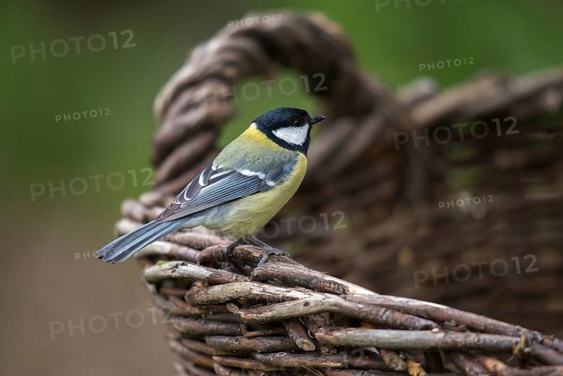 Great tit, great tit, parus major, birds, garden birds, home garden, tits, passeri, songbirds, songbirds, tits, birds