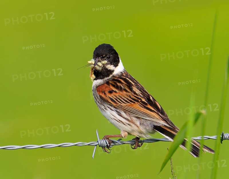 A male reed bunting (Emberiza schoeniclus) with food in its beak, perched on barbed wire, Lake Dümmer, Germany