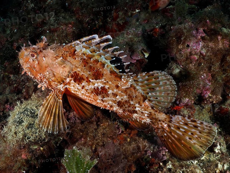 A scorpionfish with reddish-brown markings, the red scorpionfish (Scorpaena scrofa), also known as the sea pig, rests camouflaged on the seabed at the Cap de Creus Marine Reserve dive site, Rosas, Costa Brava, Spain, Mediterranean Sea