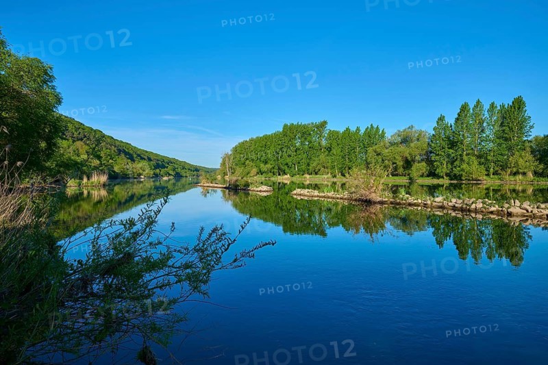 River landscape with dense vegetation and clear reflection in water, Marktheidenfeld, Homburg am Main, Triefenstein, Main-Spessart district, Spessart, Mainfranken, Lower Franconia, Bavaria, Germany