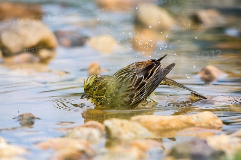 Emberiza Citrinella, Yellowhammer, Yellowhammer, Bath, Bird Bath, Birds, Passeri, Songbirds, Potions, Birdbath, Birds, Watering Place