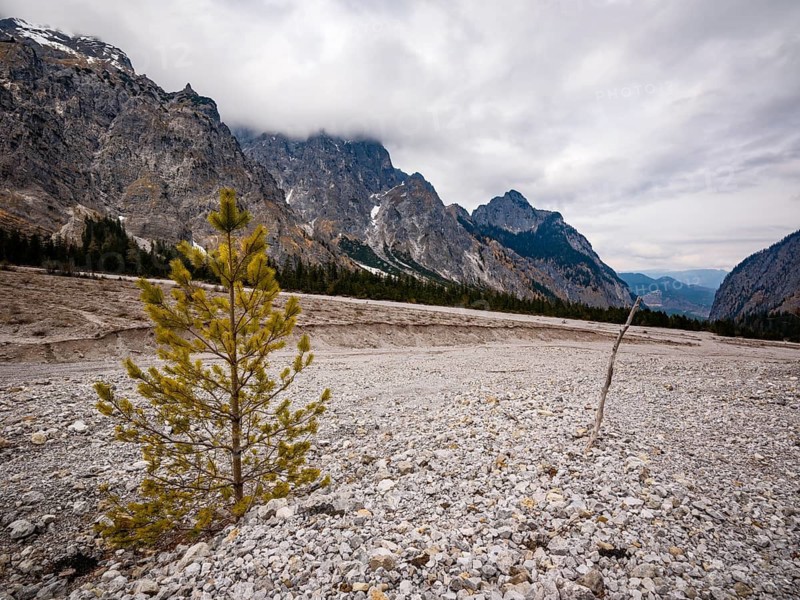 Small pine grows in gravel fields, Wimbachgries, Wimbachtal, Berchtesgaden National Park, Ramsau, Berchtesgadener Land, Upper Bavaria, Germany