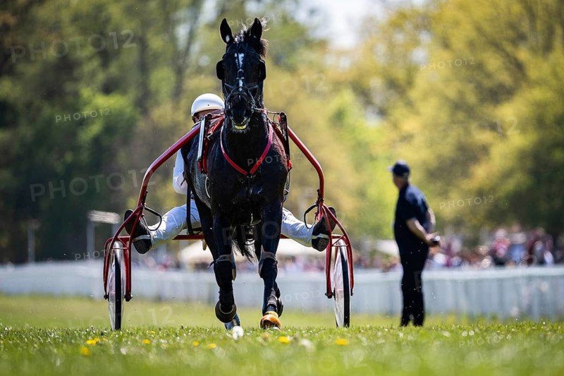 Front view of harness racing horse pulling sulky, driver behind, sharp focus with shallow depth of field on sunny day in Wroclaw, Poland