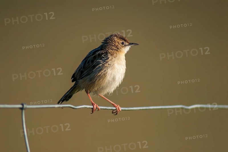 Cist-singers, cisticola juncidis, fan-tailed warblers, zitting cisticola, birds, extremadura, passeri, songbirds, Spain, birds