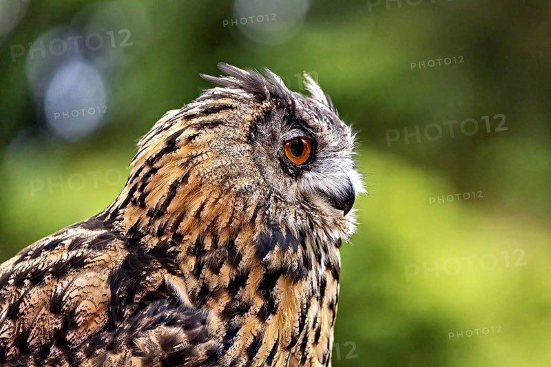 Close-up of an eagle owl with an intense gaze and detailed plumage. The eagle owl in a meadow near Herleshausen in Germany (Bubo bubo)