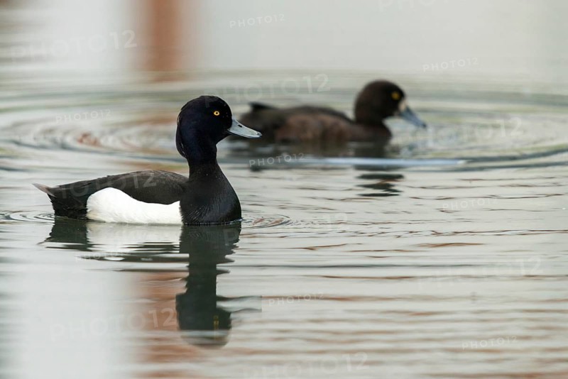 Aythya fuligula, heron duck, tufted duck, anatidae, birds, ducks, ducks, duckbirds, female, male, male, birds, waterbirds, waterbirds, female