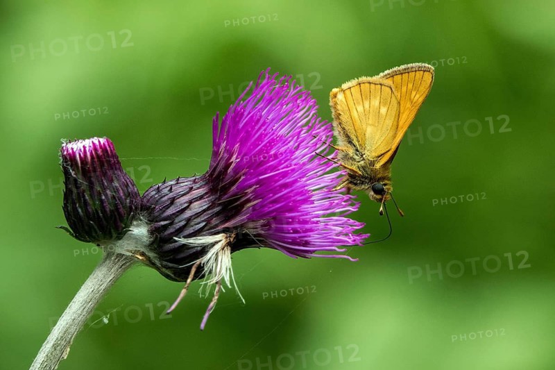 A large skipper (Ochlodes sylvanus) perched on a prickly thistle, close-up, Ellhorn, Oberstdorf, Oberalgäu, Allgäu, Bavaria, Germany